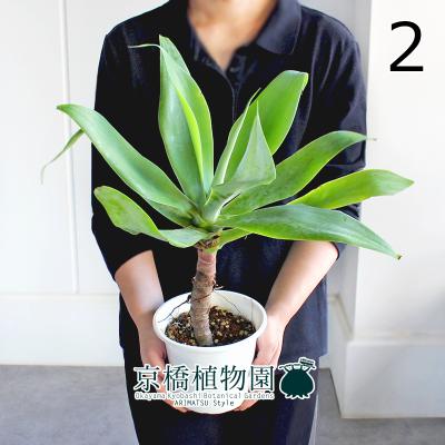 アガベ アテナータ（花、ガーデニング）のおすすめ人気商品一覧 通販