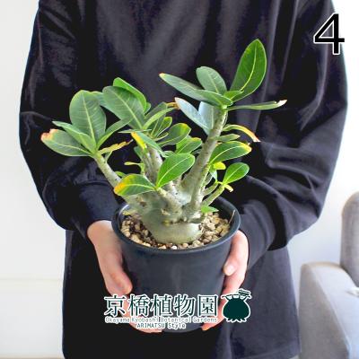 アデニウム ドワーフ（花、ガーデニング）のおすすめ人気商品一覧 通販