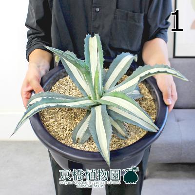 アガベ 地植えセット アメリカーナ 華厳 斑入り エクスパンサパリーダ