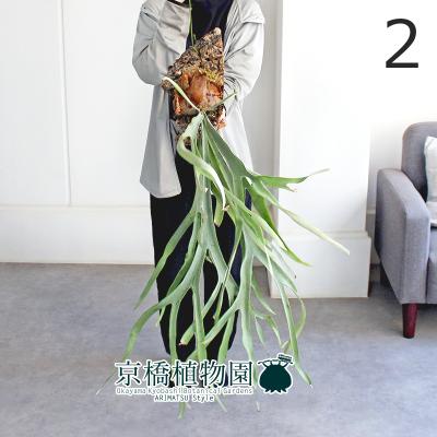 ビカクシダ ビーチー（観葉植物） | 花、ガーデニング のおすすめ人気