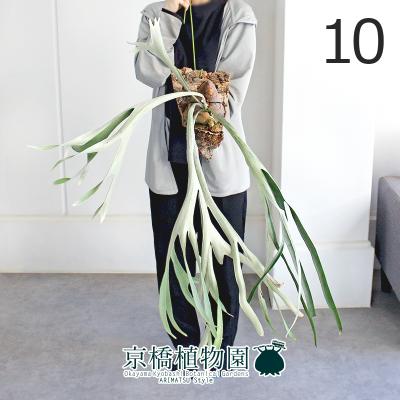 ビカクシダ ビーチー（観葉植物） | 花、ガーデニング のおすすめ人気