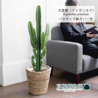 大雲閣（花、ガーデニング）の商品一覧 通販 - Yahoo!ショッピング