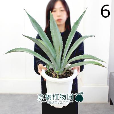 アガベ リュウゼツランのおすすめ人気商品一覧 通販 - Yahoo!ショッピング