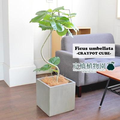 曲がりフィカスウンベラータのおすすめ人気商品一覧 通販 - Yahoo