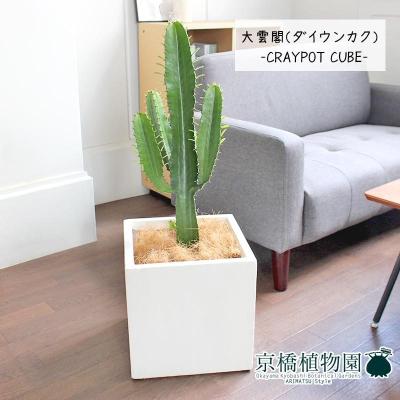 大雲閣（花、ガーデニング）のおすすめ人気商品一覧 通販