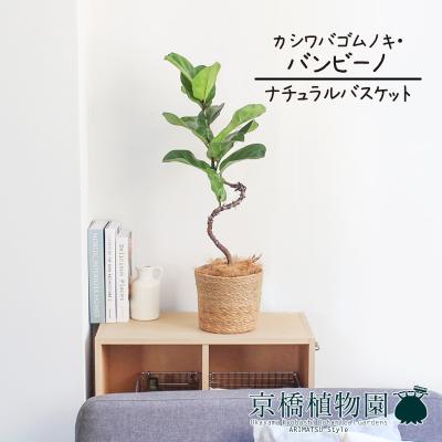 観葉植物 フィカス リラータ バンビーノ 140cm フィカス・リラータ