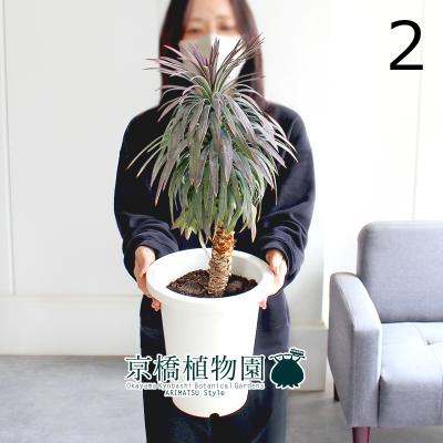 ユッカデスメティアーナのおすすめ人気商品一覧 通販 - Yahoo!ショッピング