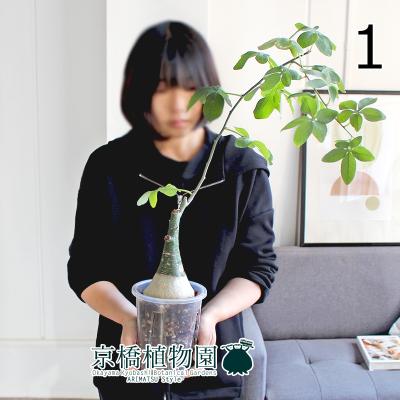 アデニア　グラウカ　Wヘッド　大株　(鉢付き) アデニウム・グラウカ | 観葉植物 | 観葉植物通販