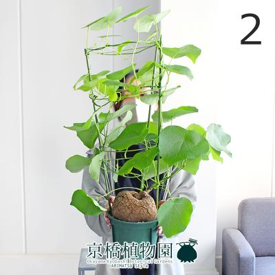 【現品】ステファニア・ヴェノーサ（ヴェノサ） 6号　緑鉢（2） 現品】ステファニア・ヴェノーサ（ヴェノサ） 6号 緑鉢（2） : 花の