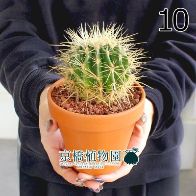 サボテン 金鯱（花、ガーデニング）のおすすめ人気商品一覧 通販