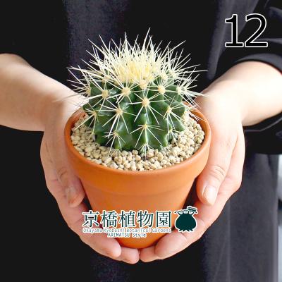 サボテン 金鯱（花ギフト用途：敬老の日）のおすすめ人気商品一覧 通販