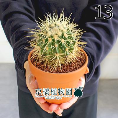 サボテン 金鯱（花、ガーデニング）のおすすめ人気商品一覧 通販