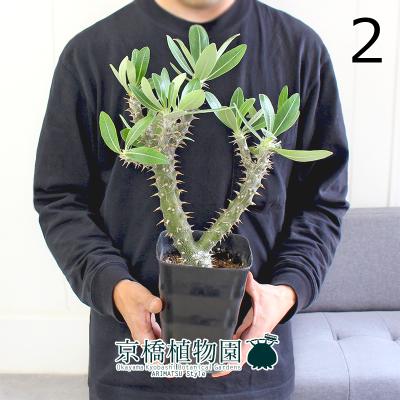 ※afro出品　パキポディウム10種類セット 2025年最新】Yahoo!オークション -パキポディウム(観葉植物)の