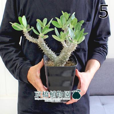 【現品】パキポディウム・デンシフローラム　5号　黒角鉢　（1） 現品】パキポディウム・デンシフローラム 5号 黒角鉢（1） : 花