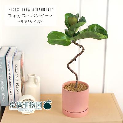 フィカス バンビーノのおすすめ人気商品一覧 通販 - Yahoo