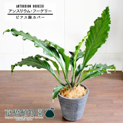アンスリウム フーケリー（観葉植物） | 花、ガーデニング の