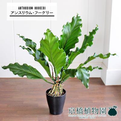 アンスリウム フーケリー（観葉植物） | 花、ガーデニング のおすすめ