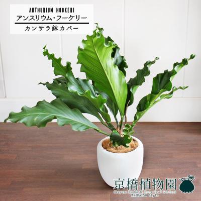 アンスリウム フーケリー（観葉植物） | 花、ガーデニング のおすすめ