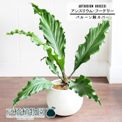 アンスリウム フーケリー（観葉植物） | 花、ガーデニング のおすすめ