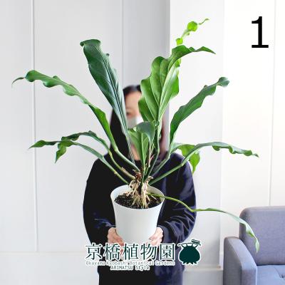 アンスリウム フーケリー（観葉植物） | 花、ガーデニング のおすすめ