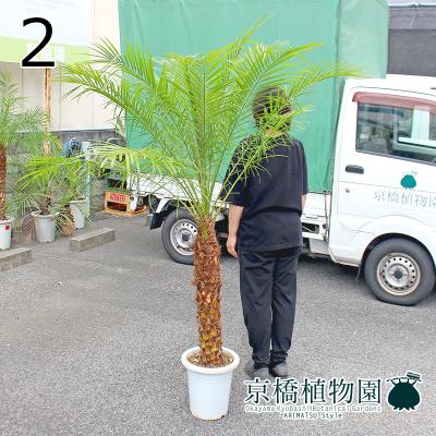 フェニックスロベレニー（観葉植物種類：ヤシ）の商品一覧 通販