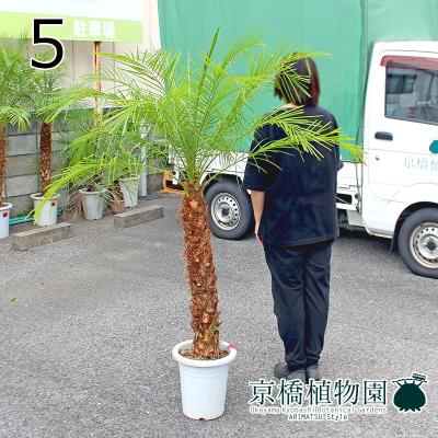 フェニックスロベレニー（観葉植物） | 花、ガーデニング の商品一覧