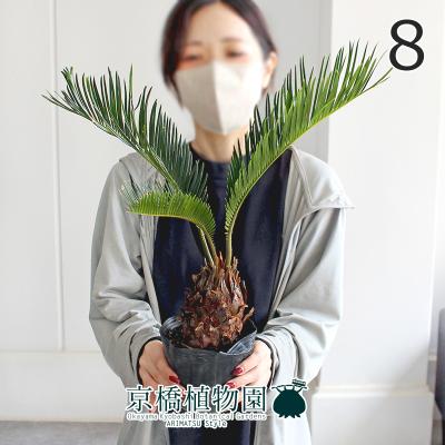 ソテツ（観葉植物） | 花、ガーデニング の商品一覧 通販 - Yahoo