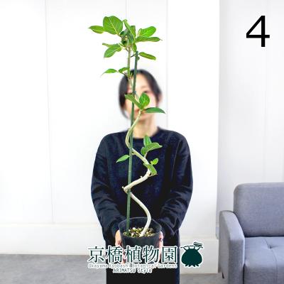 フィカスベンガレンシス 曲がり（観葉植物） | 花、ガーデニング の