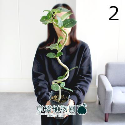 フィカスベンガレンシス 曲がり（観葉植物） | 花、ガーデニング の