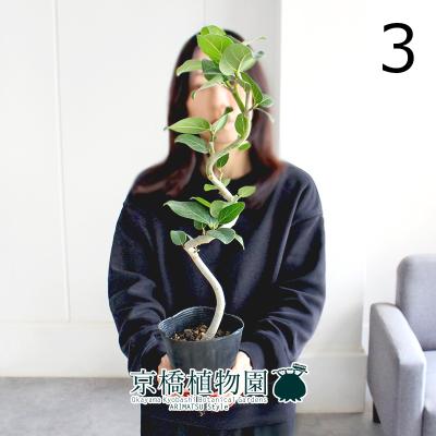 フィカスベンガレンシス 曲がり（観葉植物） | 花、ガーデニング の