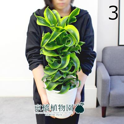ドラセナ トルネード(花、ガーデニング)の商品一覧 通販 ドラセナ トルネード(花、ガーデニング)の商品一覧 通販