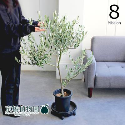 現品】オリーブ 7号 黒鉢（8）ミッション＜S-8＞ : 花のアリマツ Yahoo