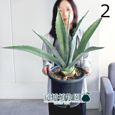 アガベ アメリカーナ（花、ガーデニング）のおすすめ人気商品一覧 通販