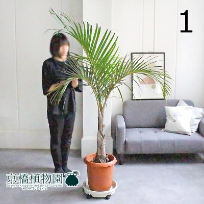 トックリヤシのおすすめ人気商品一覧 通販 - Yahoo!ショッピング