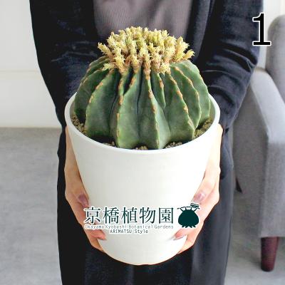 王冠竜のおすすめ人気商品一覧 通販 - Yahoo!ショッピング