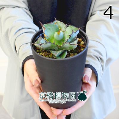 ブルーアガベ（観葉植物） | 花、ガーデニング のおすすめ人気商品一覧