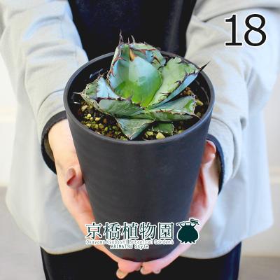 アガベ チタノタブルーのおすすめ人気商品一覧 通販 - Yahoo!ショッピング