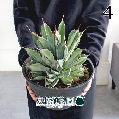 アガベ 鉢（観葉植物） | 花、ガーデニング のおすすめ人気商品一覧