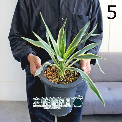 Yahoo%21（観葉植物） | 花、ガーデニング のおすすめ人気商品一覧