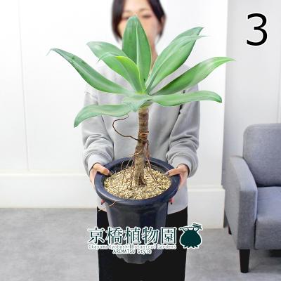 アガベ アテナータ（花、ガーデニング）のおすすめ人気商品一覧 通販