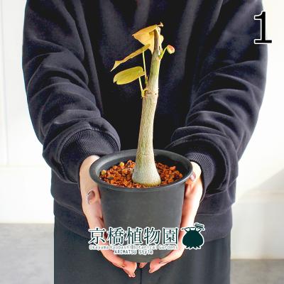 ボンバックス 植物のおすすめ人気商品一覧 通販 - Yahoo!ショッピング