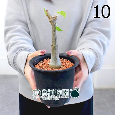 ボンバックスのおすすめ人気商品一覧 通販 - Yahoo!ショッピング