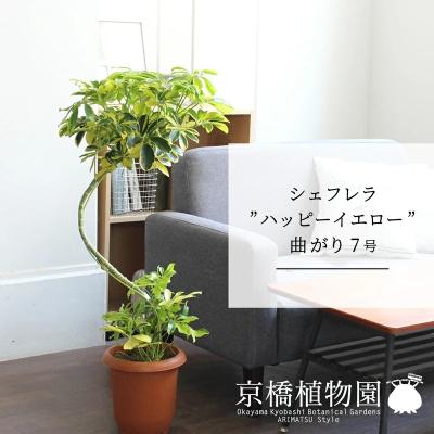 ホンコンカポックハッピーイエロー（観葉植物） | 花、ガーデニング の