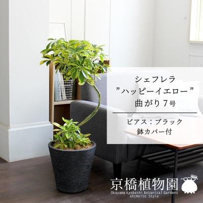 Amazon｜おしゃれ 観葉植物：シェフレラ ハッピーイエロー*7号 茶