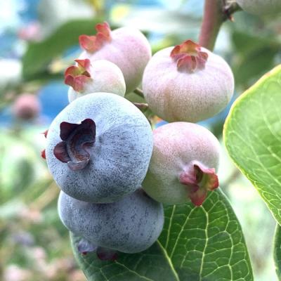 ブルーベリー苗 レガシー大苗 ブルーベリー苗 ブリジッタ