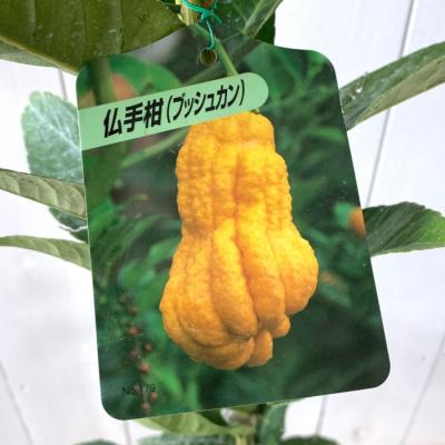 柑橘 仏手柑のおすすめ人気商品一覧 通販 - Yahoo!ショッピング
