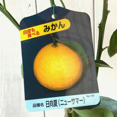 日向夏 苗木の商品一覧 通販 - Yahoo!ショッピング