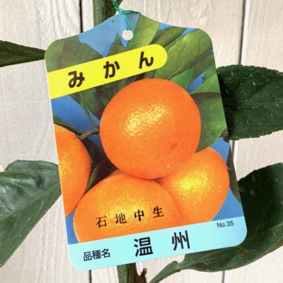 石地みかん苗木（苗木、植木） | 花、ガーデニング のおすすめ人気商品