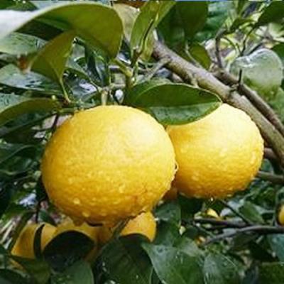 黄金柑 苗木のおすすめ人気商品一覧 通販 - Yahoo!ショッピング