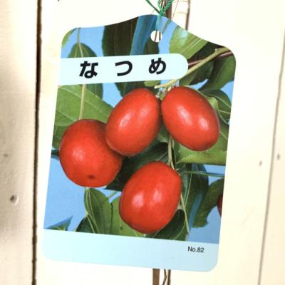 苗通販店 ぐりーんべりぃ - ナツメ｜Yahoo!ショッピング